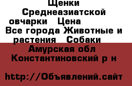 Щенки Среднеазиатской овчарки › Цена ­ 30 000 - Все города Животные и растения » Собаки   . Амурская обл.,Константиновский р-н